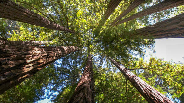 West Salem, WI Tree Services Company
