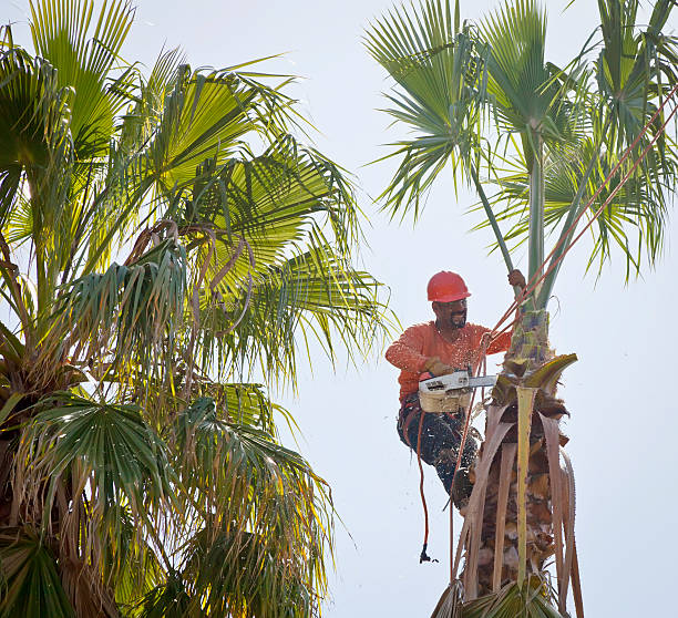 How Our Tree Care Process Works  in  West Salem, WI
